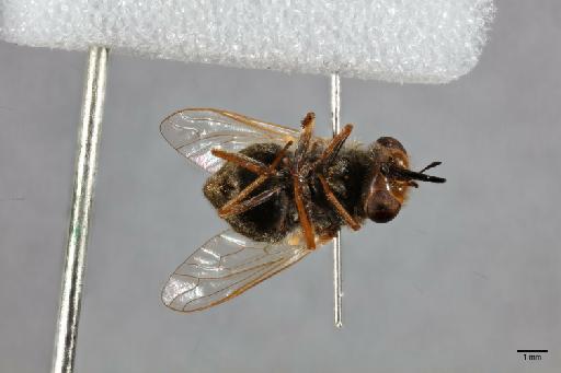 Hyperusia xantholeuca Bowden, 1975 - 014427856_ventral_habitus