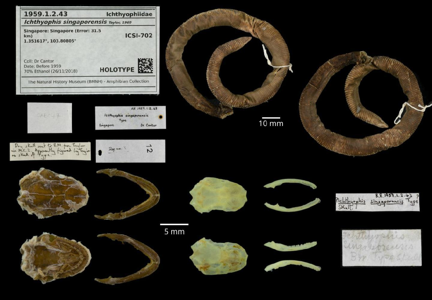 Ichthyophis singaporensis thumbnail