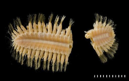 Polynoe iphionoides McIntosh,  1885 - Polychaete type specimen 85.12.1.97 ventral