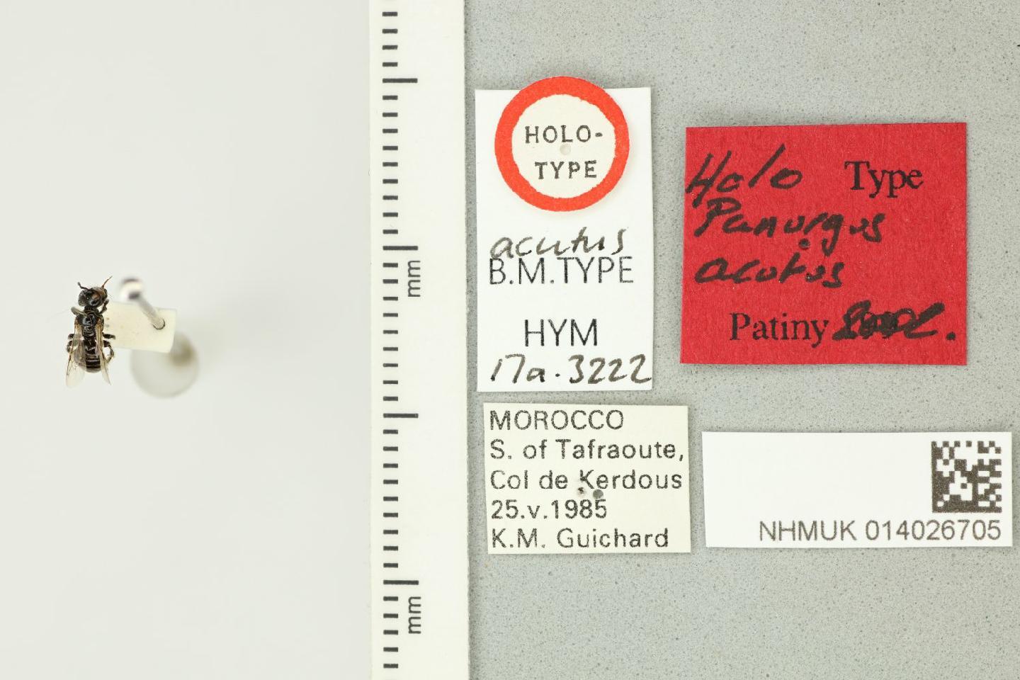 Panurgus acutus