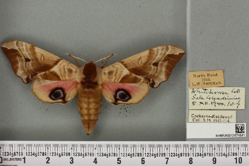 Smerinthus ocellata ocellata (Linnaeus, 1758) - NHMUK_010474641_524936