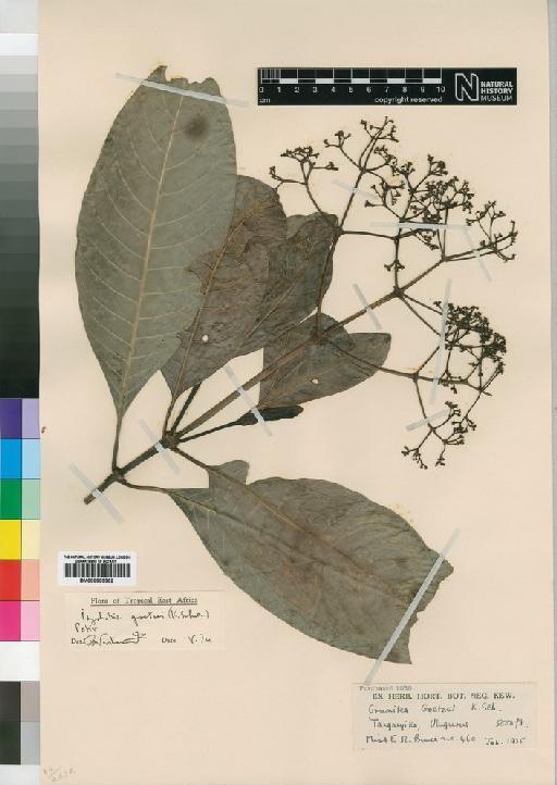 Psychotria goetzei (Schum) Petit - BM000903362