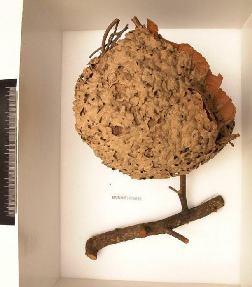 Formicidae Latreille, 1804 - Hymenoptera Nest BMNH(E) 650886