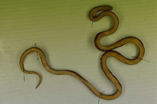 Calliophis bivirgatus Boie, 1827 - Image of specimen 2018.2563