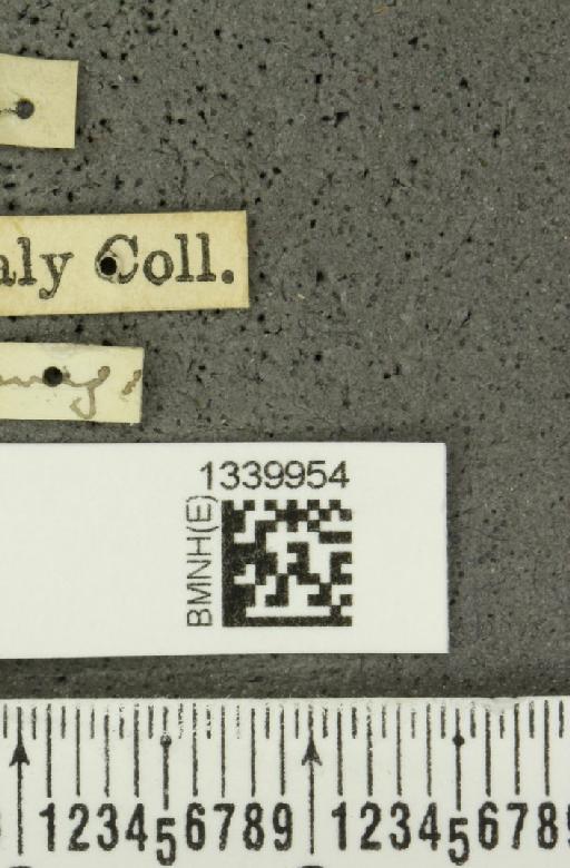 Aristobrotica angulicollis (Erichson, 1848) - BMNHE_1339954_label_23211