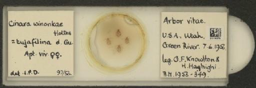 Cinara (Cupressobium) tujafilinus Del Guercio, 1909 - 010180075_112974_1093875