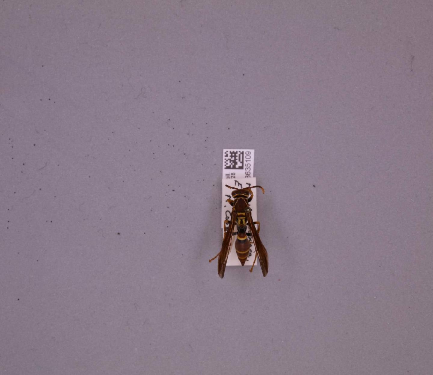 Polistes instabilis thumbnail
