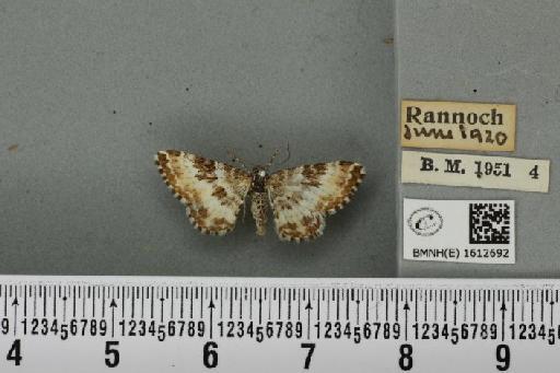 Epirrhoe tristata (Linnaeus, 1758) - BMNHE_1612692_324188