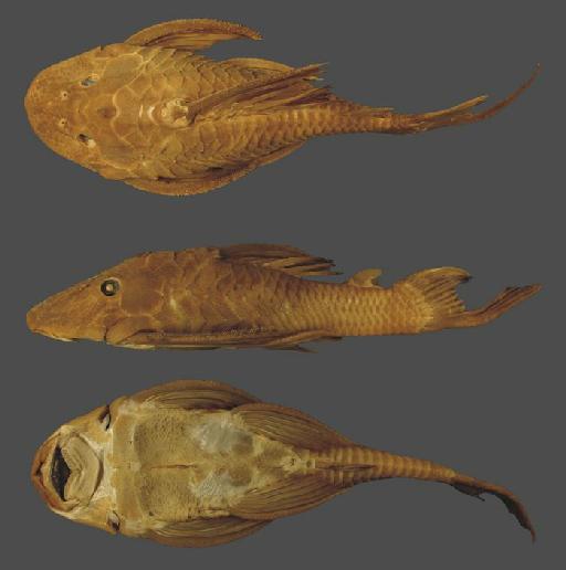 Plecostomus ternetzi Boulenger, 1895 - Plecostomus ternetzi