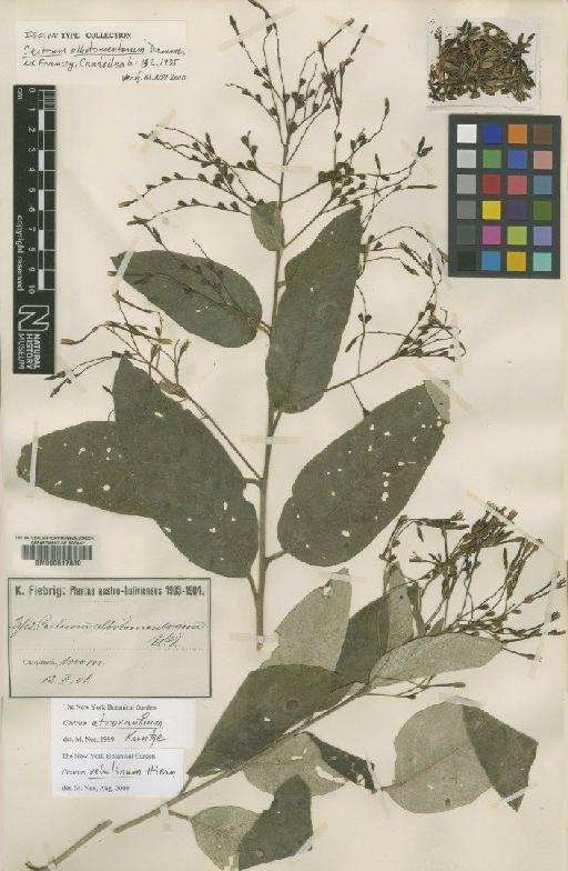 Cestrum velutinum Hiern - BM000617880