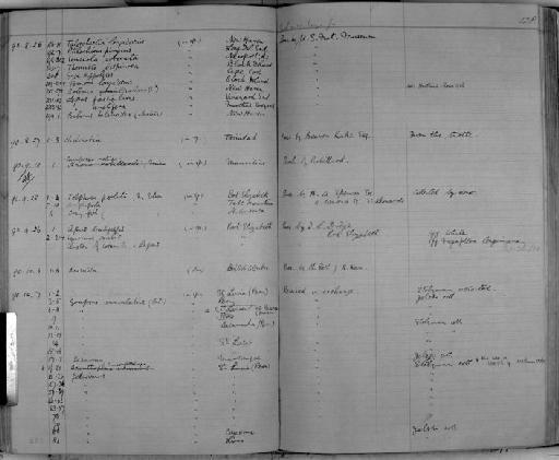 Talorchestia longicronis parvorder Talitridira epifamily Talitroidae Say - Zoology Accessions Register: Crustacea: 1876 - 1905: page 128