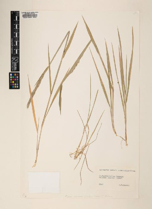 Elymus alaskanus (Scribn. & Merr.) Á.Löve - 000013863