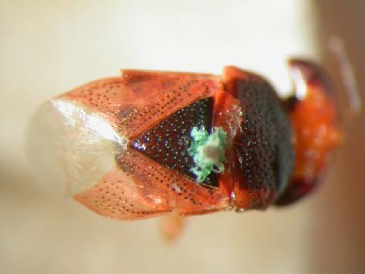 Geocoris rufipennes Distant - Hemiptera: Geocoris Ruf