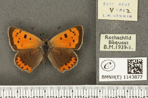 Lycaena phlaeas eleus ab. parvipuncta Strand, 1902 - BMNHE_1143877_108966
