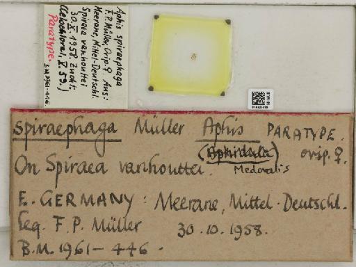Aphis (Medoralis) spiraephaga Muller, 1961 - 014227586_112530_1093089_157717_Type