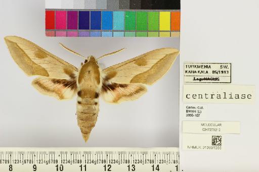 Hyles centralasiae (Staudinger, 1887) - NHMUK010891555_Hyles_centralasiae_dorsal_and_labels.JPG