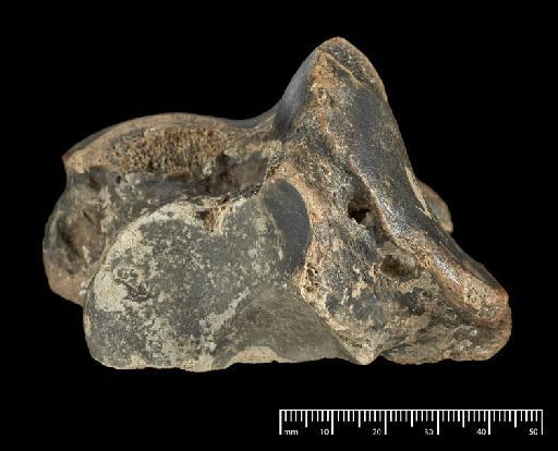 Scelidotherium leptocephalum Owen, 1840 - NHMUK PV M 82206 F (4).tif