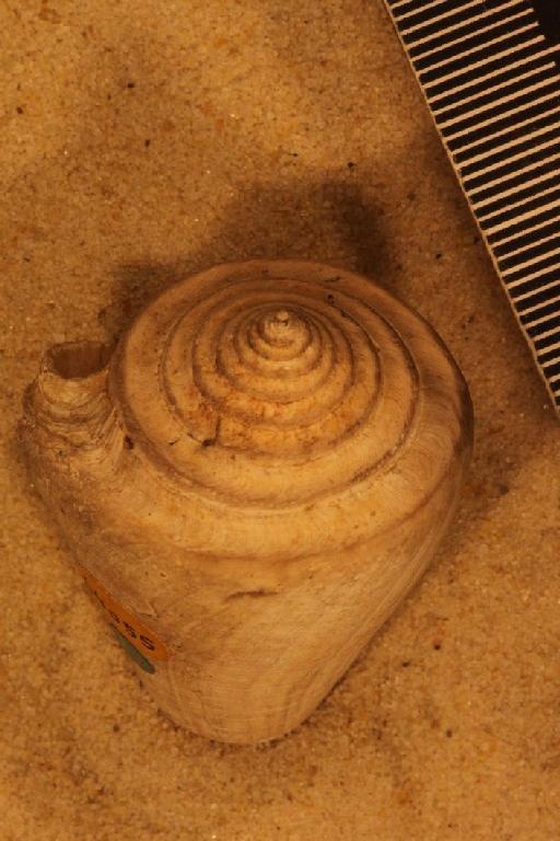 Conus stenostoma Sowerby, 1850 - G 64055. Conus stenostoma (specimen.2)