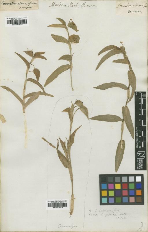 Commelina pallida Willd. - BM000938210