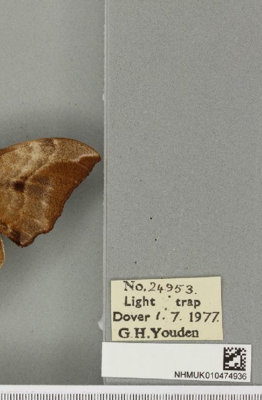 Smerinthus ocellata ocellata (Linnaeus, 1758) - NHMUK_010474936_label_525228