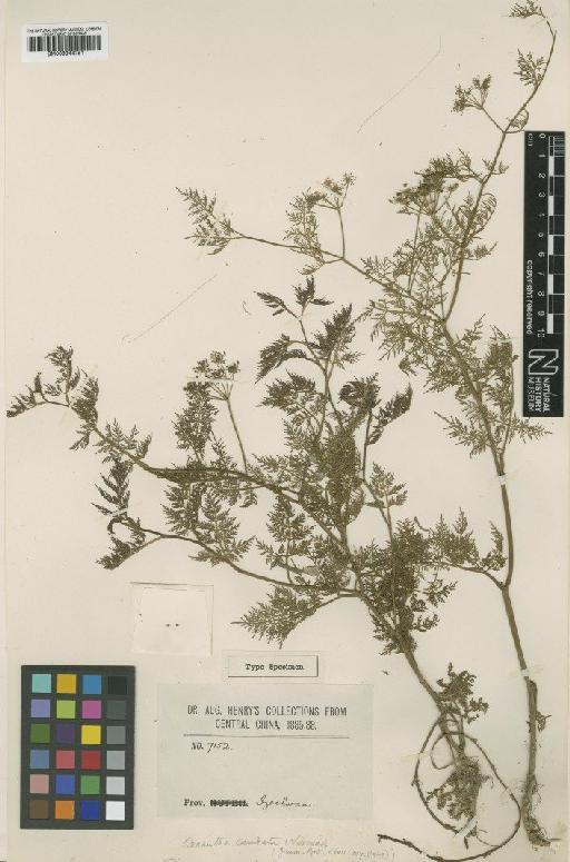 Oenanthe caudata C. Norman - BM000944751