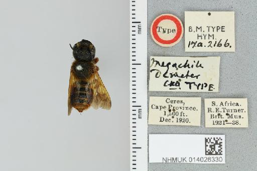 Chalicodoma demeter (Cockerell, 1937) - 014026330_835587_1629423-