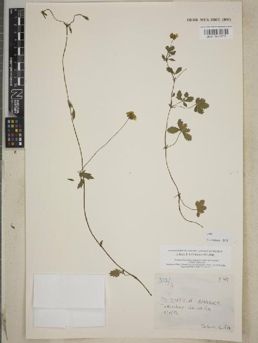 Potentilla anglica Laich - BM013411972