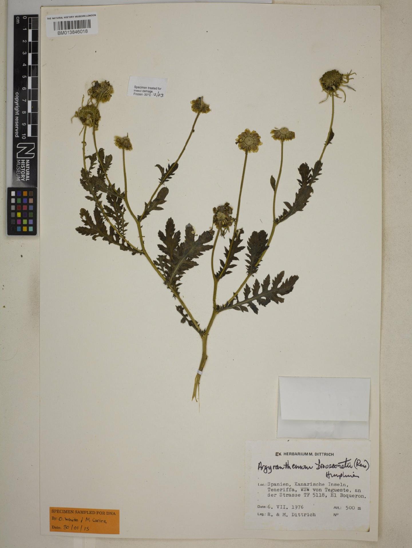 To NHMUK collection (Argyranthemum broussonetii (Pers.) Humphries; NHMUK:ecatalogue:9072703)