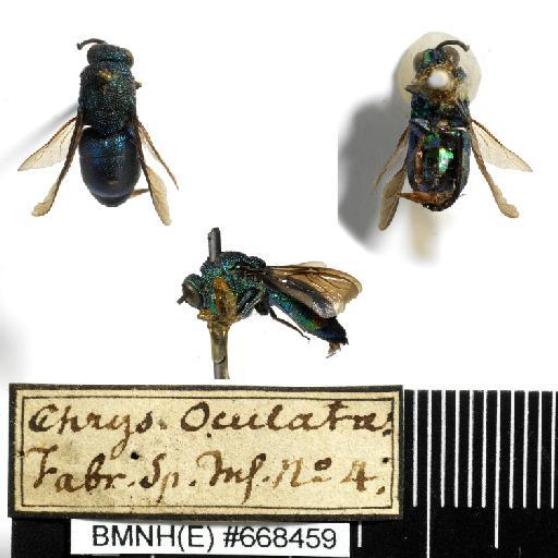 Chrysis oculata Fabricius, 1775 - Chrysis_oculata-BMNH(E)#668459-habiti