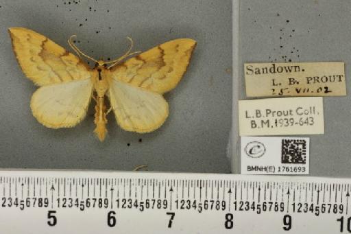 Gandaritis pyraliata ab. aurantior Lempke, 1949 - BMNHE_1761693_345303