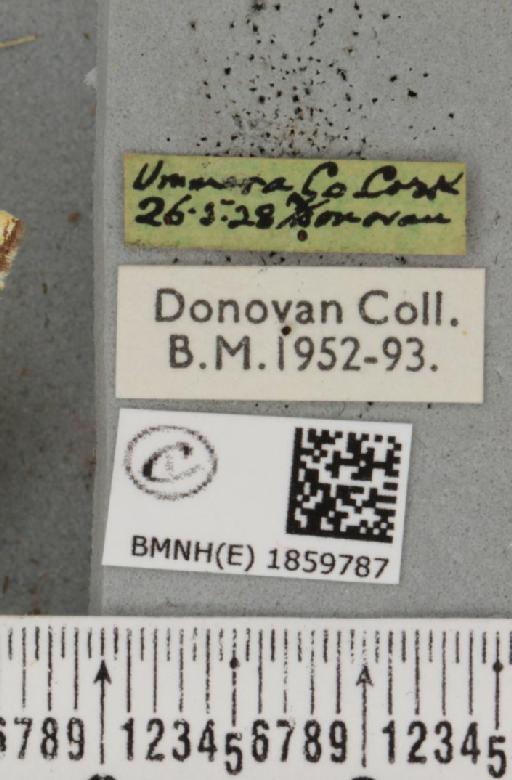 Pseudopanthera macularia (Linnaeus, 1758) - BMNHE_1859787_label_430124