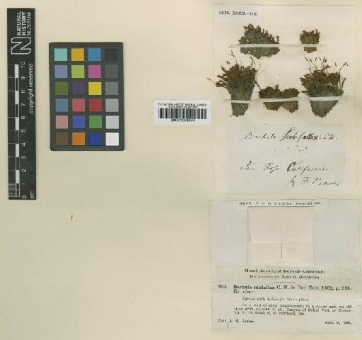 Didymodon vinealis (Brid.) R.H.Zander - BM001006544_a