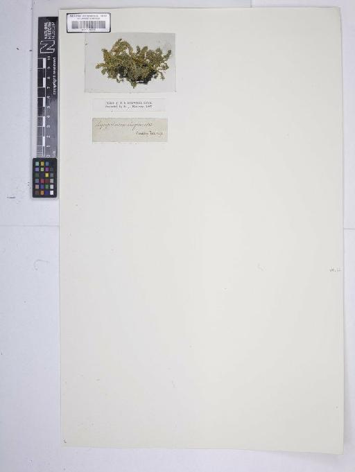 Selaginella selaginoides (L.) P.Beauv. ex Schrank & Mart. - BM001185372