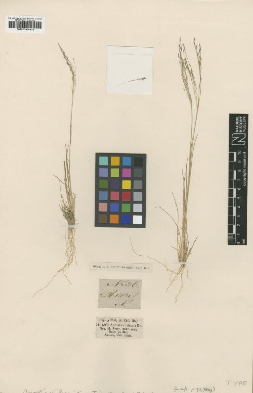 Agrostis chilensis Trin. - BM000938535