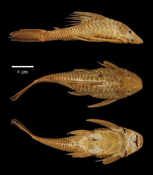 Ancistrus annectens  Regan, 1904 - 2005.9.20.1; Ancistrus annectens; type; ACSI Project image