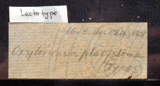 Loricaria platystoma Günther, 1868 - 1866.8.14.124; Loricaria platystoma; image of jar label; ACSI project image