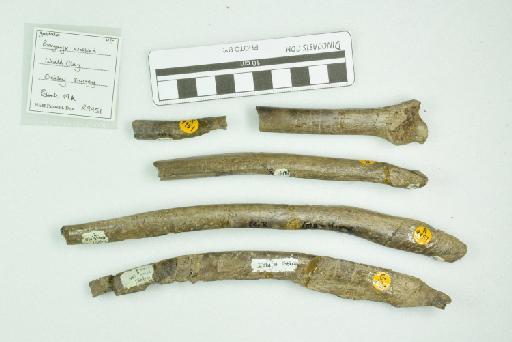 Baryonyx walkeri Charig & Milner, 1986 - NHMUK PV R 9951 - gastralia box 2 - side 1