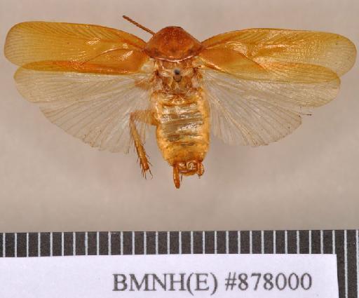 Periplaneta floweri Hanitsch, 1931 - Periplaneta floweri Hanitsch, 1931, male, holotype, dorsal. Photographer: Heidi Hopkins. BMNH(E)#878000