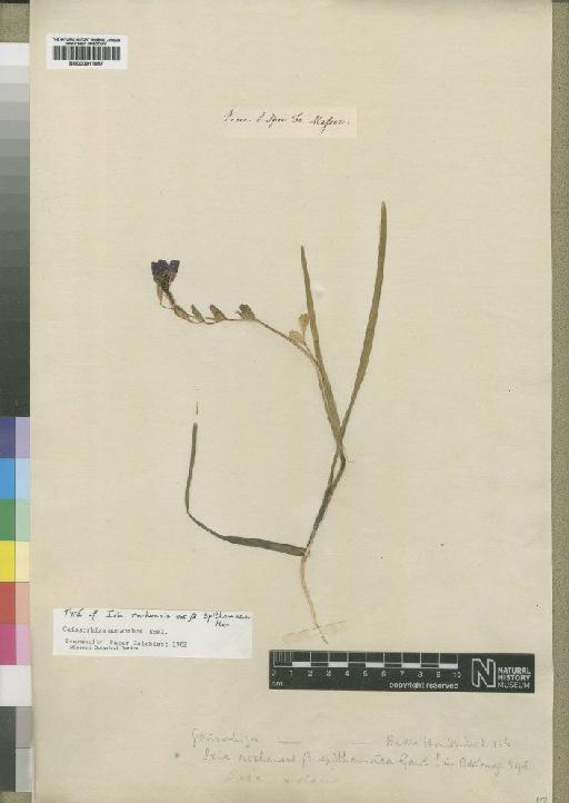 Geissorhiza monanthos Eckl. - BM000911957