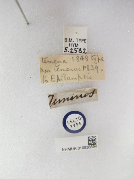 Entedon temena Walker, 1848 - 010838694_Entedon_temena_LT-F-5-2582_labels