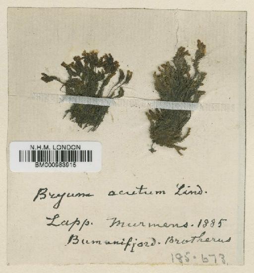 Bryum calophyllum R.Br. - BM000983915