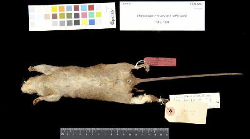 Phascogale (Murexia) rothschildi Tate, 1938 - 1939.3233_Skin_Ventral