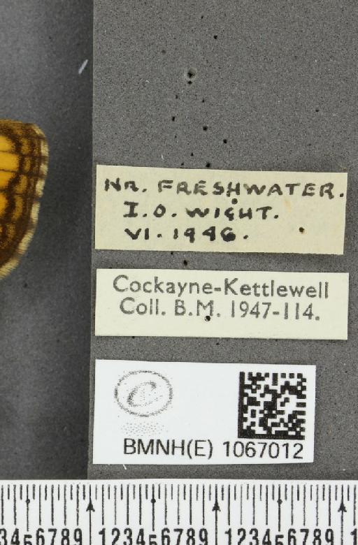 Lasiommata megera ab. mediolugens Fuchs, 1892 - BMNHE_1067012_label_30068