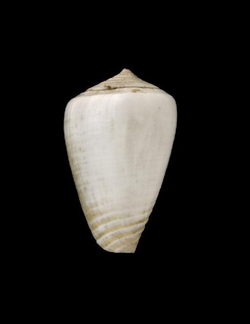 Conus trochulus Reeve, 1844 - 196179 2b