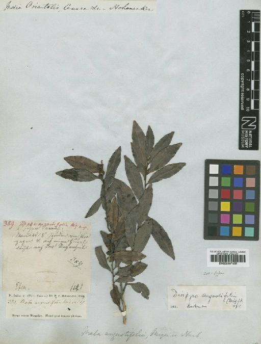 Diospyros angustifolia Audib. ex Spach - BM000997435