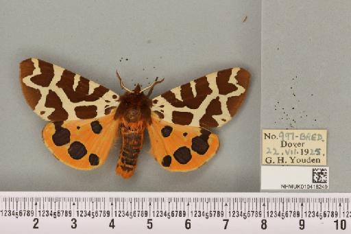 Arctia caja (Linnaeus, 1758) - NHMUK_010418249_530864