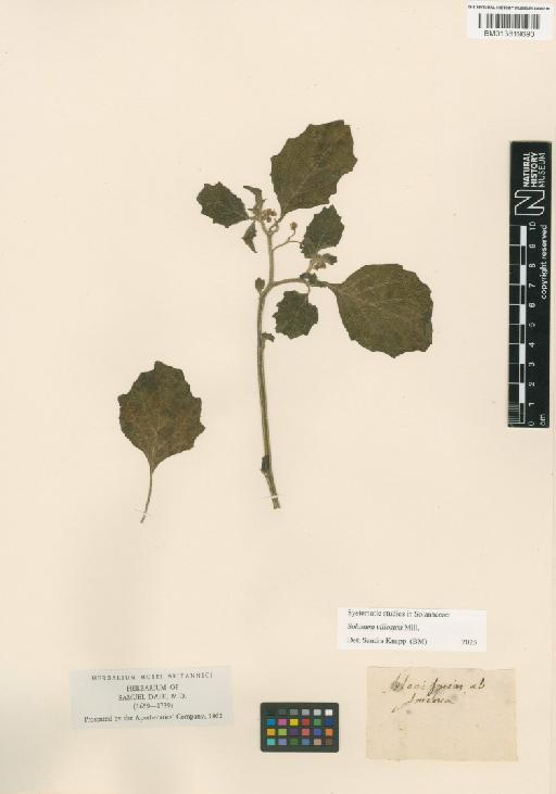 Solanaceae Juss. - 013819690
