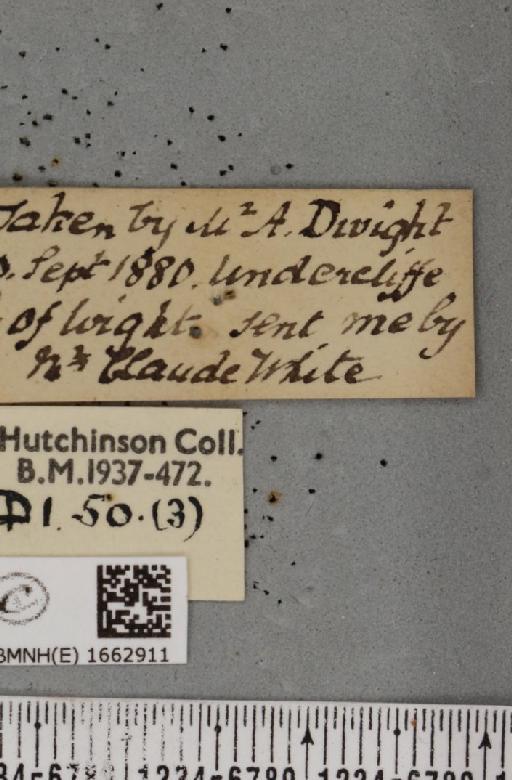 Utetheisa pulchella (Linnaeus, 1758) - BMNHE_1662911_label_283406