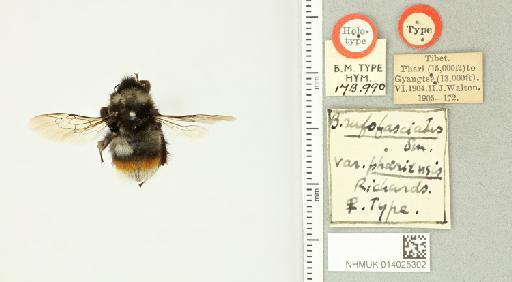 Bombus phariensis Richards, O.W., 1930 - 014025302_835047_1625182-