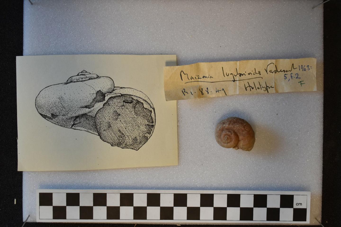 To NHMUK collection (Maizania lugubrioides Verdcourt, 1963; HOLOTYPE; NHMUK:ecatalogue:9612668)